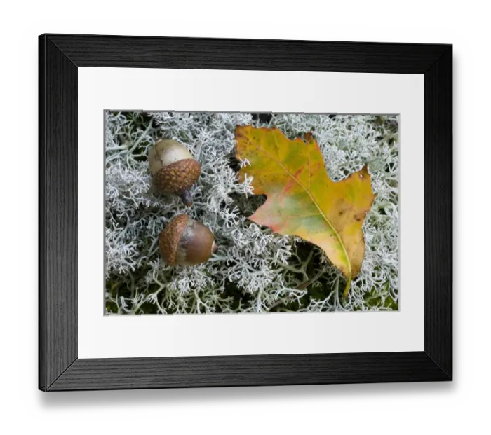 Framed Print : Acorns and an oak leaf on reindeer lichen on Hubbard Hill in New Hampshires Pisgah State Park Framed Print : Acorns and an oak leaf on reindeer lichen on Hubbard Hill in New Hampshires Pisgah State Park