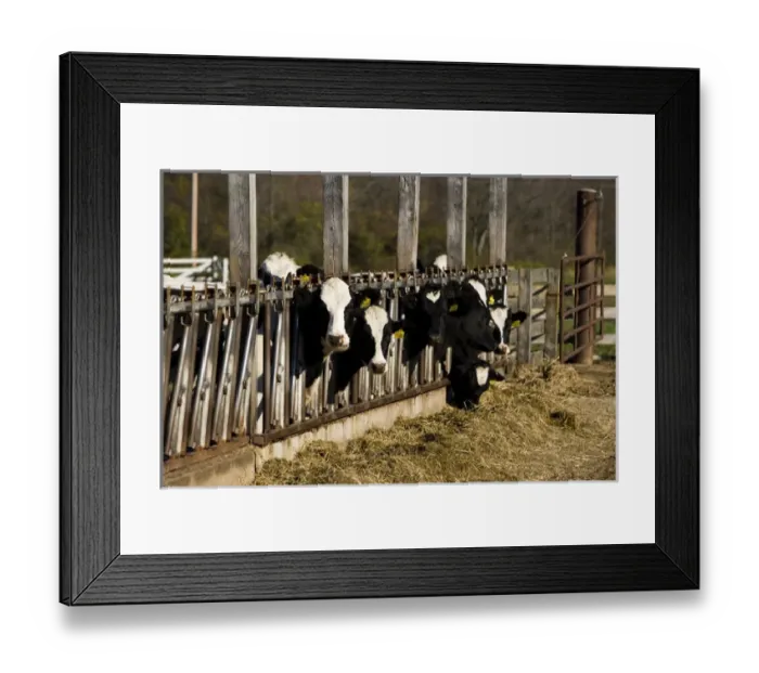 Framed Print : Holsteins at Boggy Meadow Farm in Walpole, New Hampshire Framed Print : Holsteins at Boggy Meadow Farm in Walpole, New Hampshire