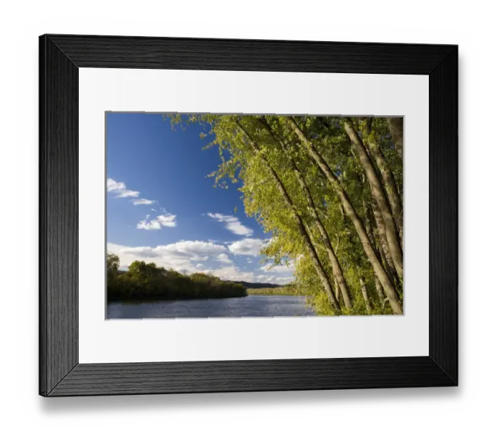 Framed Print : Silver maple trees lean over the Connecticut River at the Sawyer Farm in Walpole Framed Print : Silver maple trees lean over the Connecticut River at the Sawyer Farm in Walpole