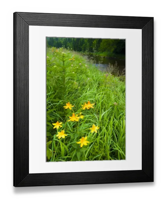 Framed Print : Canada lillies, Lilium canadense, on the bank of Indian Stream in Pittsburgh, New Hampshire Framed Print : Canada lillies, Lilium canadense, on the bank of Indian Stream in Pittsburgh, New Hampshire