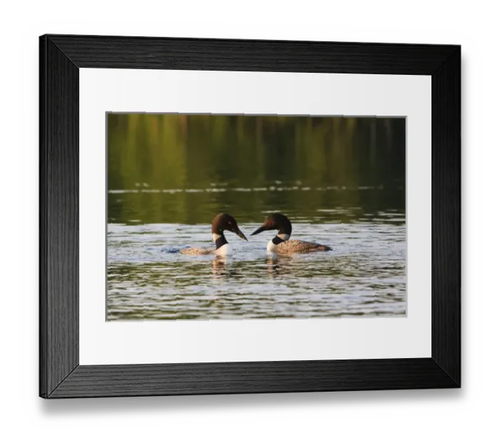 Framed Print : Common loons, Gavia immer, on White Lake in Tamworth, New Hampshire