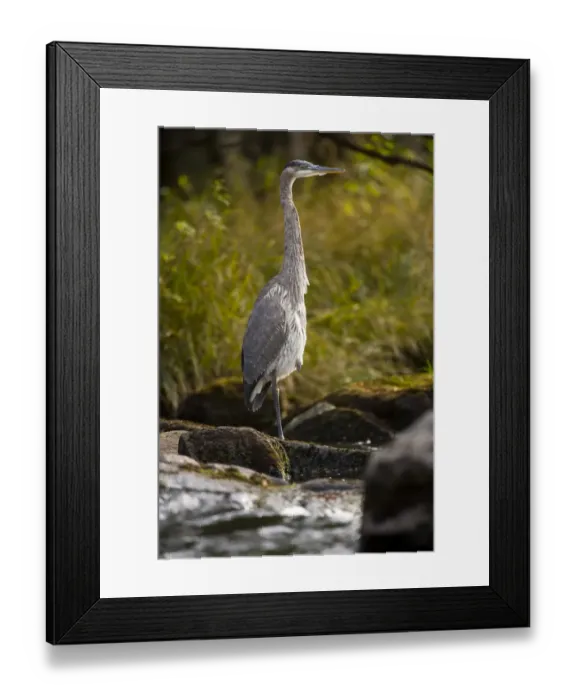 Framed Print : A Great Blue Heron waits for fish on the Connecticut River in Pittsburgh, New Hampshire Framed Print : A Great Blue Heron waits for fish on the Connecticut River in Pittsburgh, New Hampshire