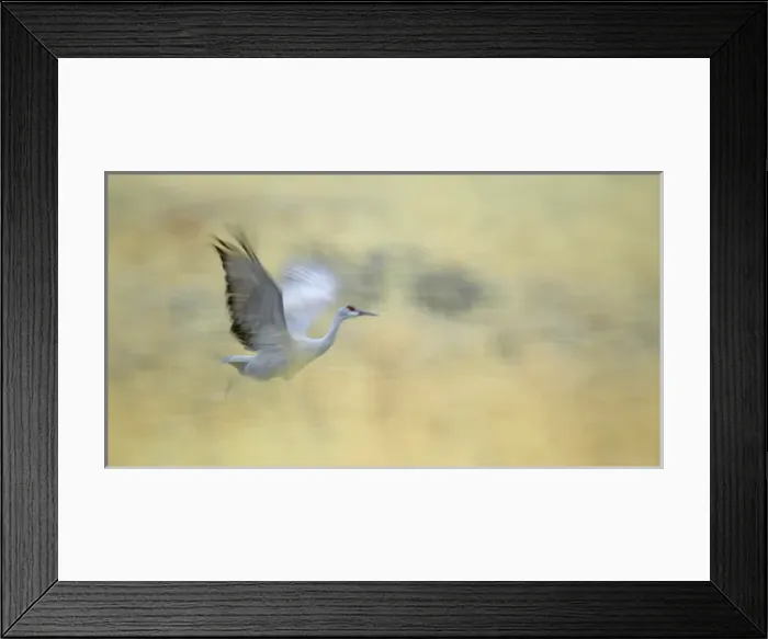 Framed Print : USA, New Mexico, Bosque del Apache National Wildlife Reserve. Abstract of sandhill crane running Framed Print : USA, New Mexico, Bosque del Apache National Wildlife Reserve. Abstract of sandhill crane running