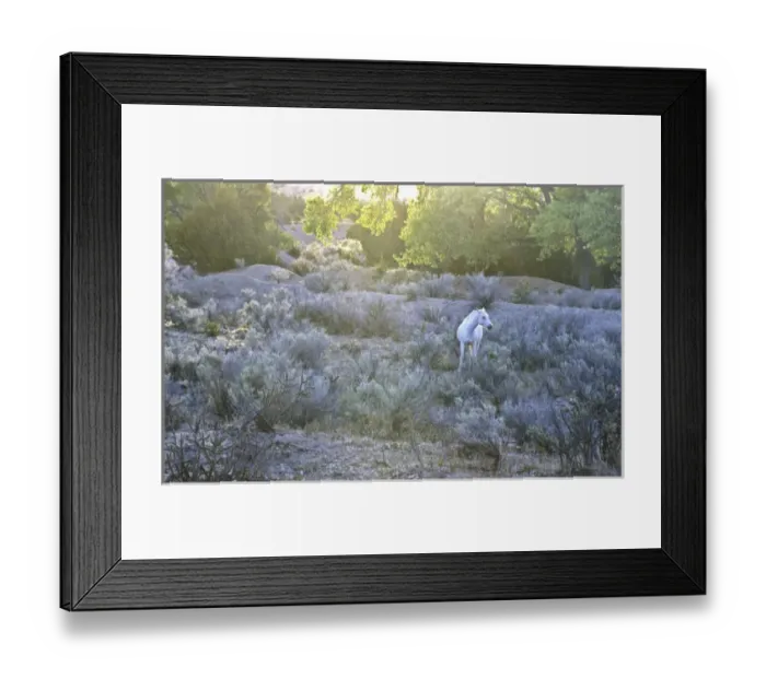 Framed Print : USA, New Mexico, Santa Fe. Lone white horse in scenic setting. Credit as: Jay O Brien Framed Print : USA, New Mexico, Santa Fe. Lone white horse in scenic setting. Credit as: Jay O Brien