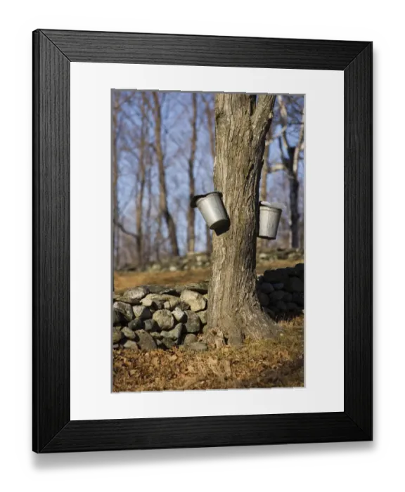 Framed Print : Sap buckets on sugar maple trees in Lyme, New Hampshire. Stone wall. Spring. Acorn Framed Print : Sap buckets on sugar maple trees in Lyme, New Hampshire. Stone wall. Spring. Acorn