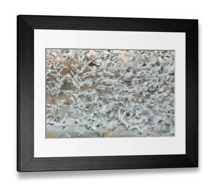 Framed Print : USA, New Mexico, Bosque del Apache National Wildlife Refuge. Snow geese blast off from a pond Framed Print : USA, New Mexico, Bosque del Apache National Wildlife Refuge. Snow geese blast off from a pond