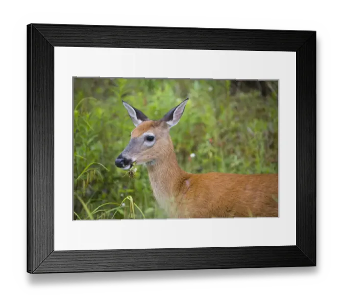 Framed Print : Whitetail deer (doe), Odocoileus virginianus, in Pittsburgh, New Hampshire. Connecticut Framed Print : Whitetail deer (doe), Odocoileus virginianus, in Pittsburgh, New Hampshire. Connecticut