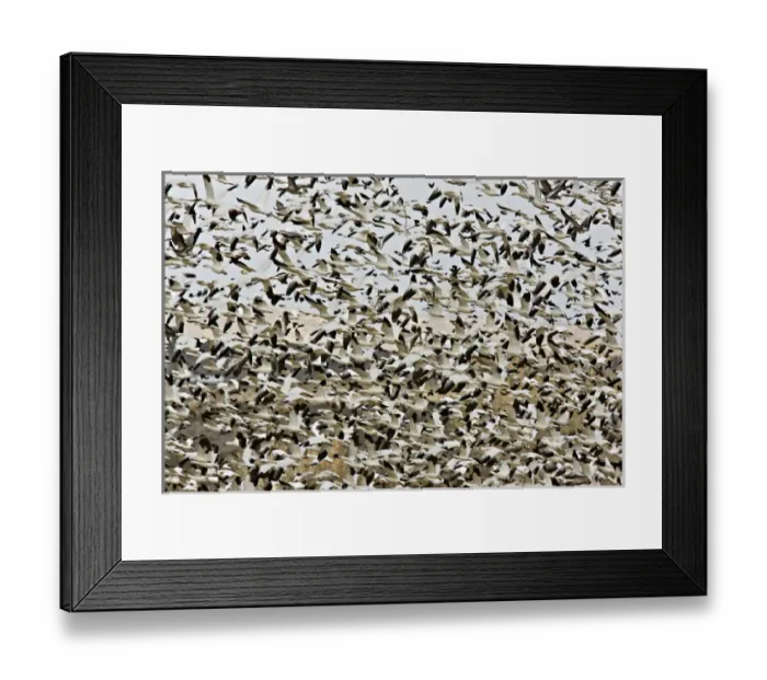 Framed Print : USA, New Mexico, Bosque del Apache National Wildlife Refuge. Flock of snow geese takes flight Framed Print : USA, New Mexico, Bosque del Apache National Wildlife Refuge. Flock of snow geese takes flight