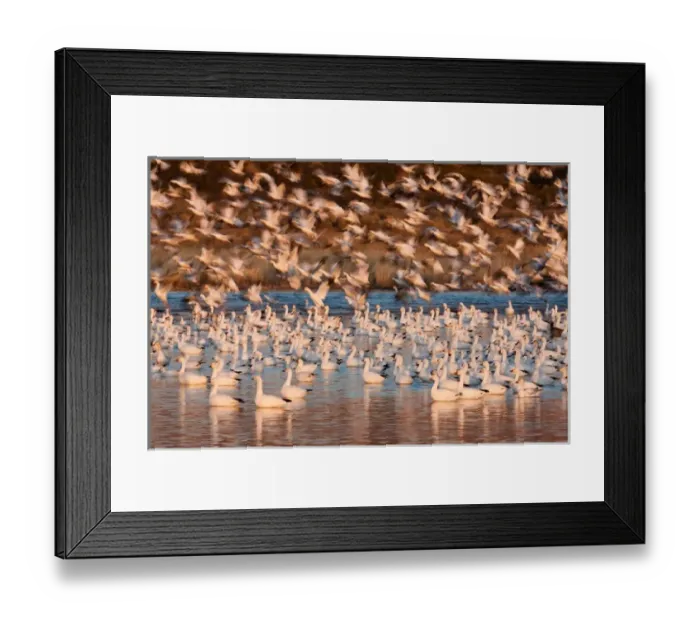Framed Print : Snow geese, Bosque Del Apache National Wildlife Refuge, New Mexico, USA Framed Print : Snow geese, Bosque Del Apache National Wildlife Refuge, New Mexico, USA