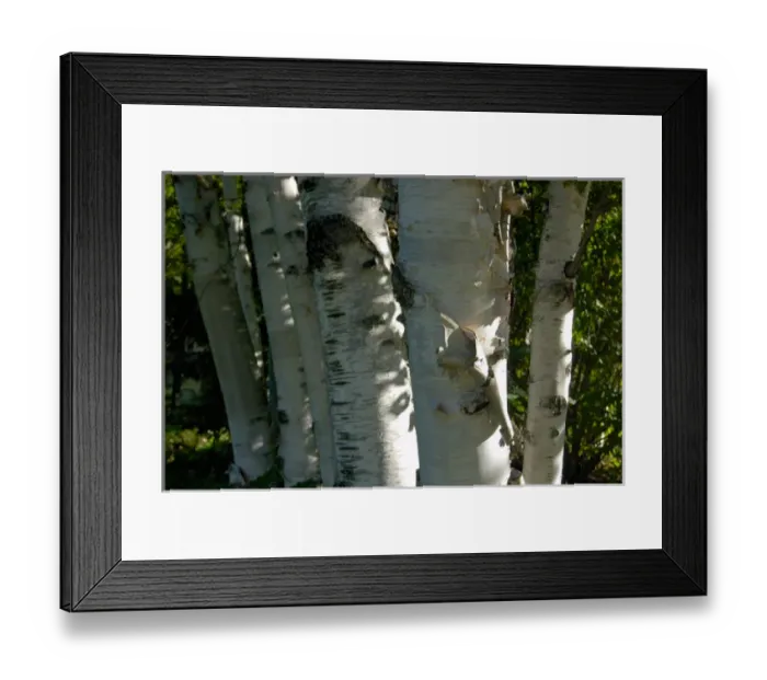 Framed Print : Jackson, NH, USA, stand of Birch trees Framed Print : Jackson, NH, USA, stand of Birch trees