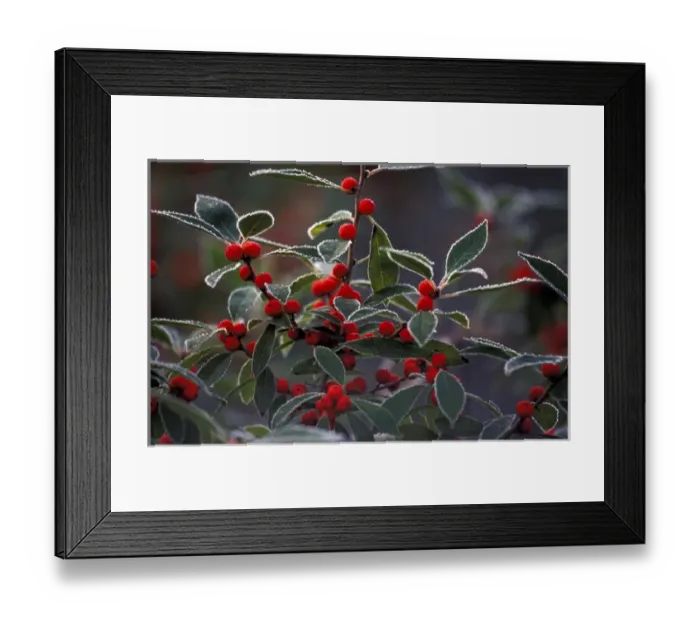 Framed Print : North America, United States, New England. Holly berries with frost