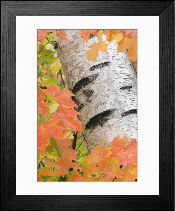 Framed Print : Birch grove, Gorham, The White Mountains National Forest, New Hampshire Framed Print : Birch grove, Gorham, The White Mountains National Forest, New Hampshire