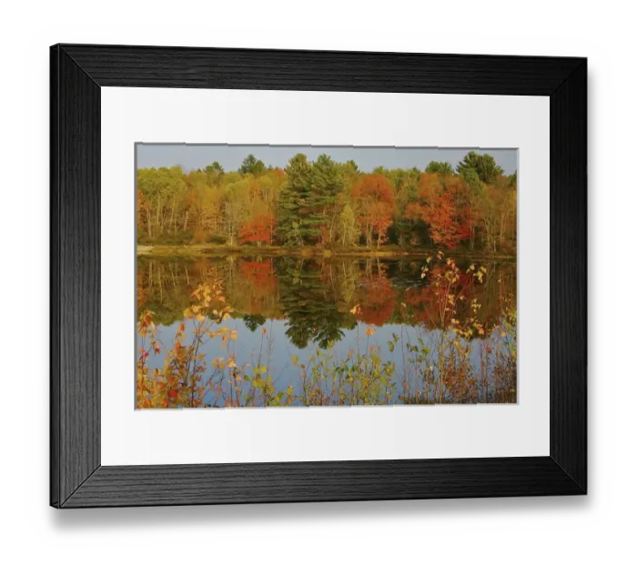 Framed Print : North America, USA, New Hampshire, Marlow. Autumn foliage around a pond Framed Print : North America, USA, New Hampshire, Marlow. Autumn foliage around a pond
