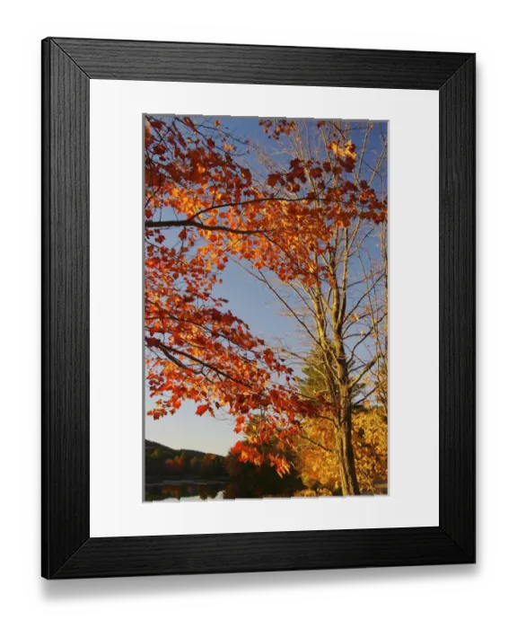 Framed Print : North America, USA, New Hampshire. Foliage on a pond in Southern New Hampshire