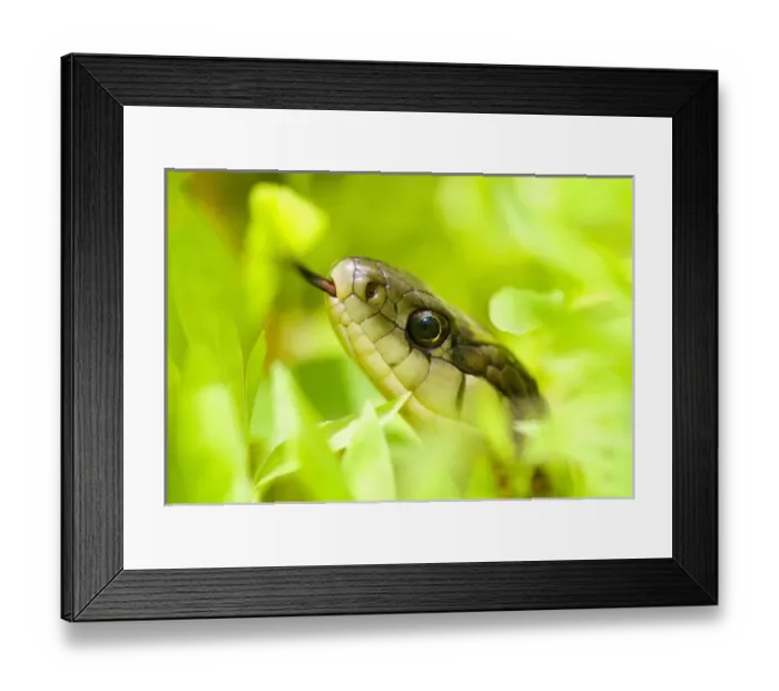 Framed Print : North America, USA, New Jersey, Bernardsville. Eastern Garter Snake in the grass Framed Print : North America, USA, New Jersey, Bernardsville. Eastern Garter Snake in the grass
