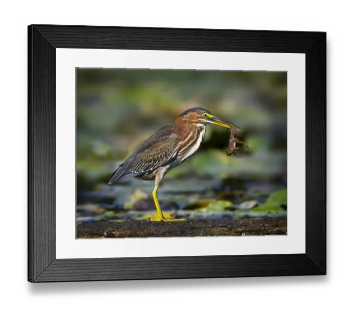 Framed Print : North America, USA, New Jersey, Watchung. Green Heron with a young frog Framed Print : North America, USA, New Jersey, Watchung. Green Heron with a young frog