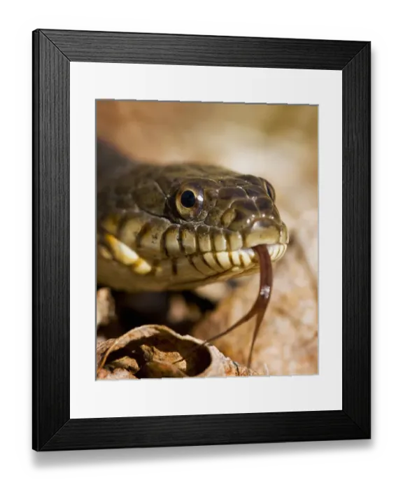 Framed Print : North America, USA, New Jersey, Bernardsville, Scherman Hoffman Audubon. Northern Framed Print : North America, USA, New Jersey, Bernardsville, Scherman Hoffman Audubon. Northern