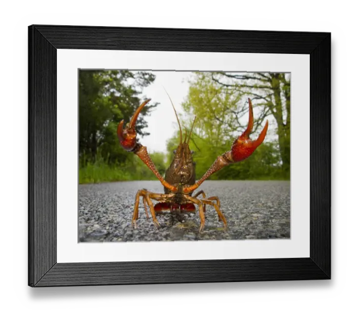 Framed Print : North America, USA, New Jersey, Great Swamp NWR. Rusty Crayfish travelling in the rain