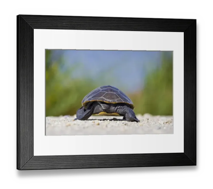 Framed Print : North America, USA, New Jersey, Edwin B. Forsythe NWR. Northern Diamondback Terrapin Framed Print : North America, USA, New Jersey, Edwin B. Forsythe NWR. Northern Diamondback Terrapin