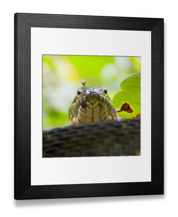 Framed Print : North America, USA, Far Hills, New Jersey, Leonard J. Buck Garden, Northern Water Framed Print : North America, USA, Far Hills, New Jersey, Leonard J. Buck Garden, Northern Water