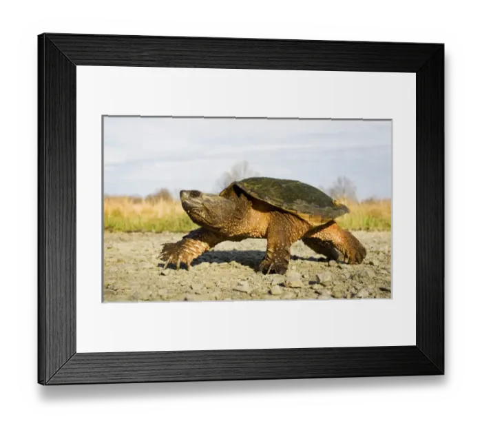 Framed Print : North America; USA, New Jersey, Great Swamp NWR. Common Snapping Turtle Framed Print : North America; USA, New Jersey, Great Swamp NWR. Common Snapping Turtle