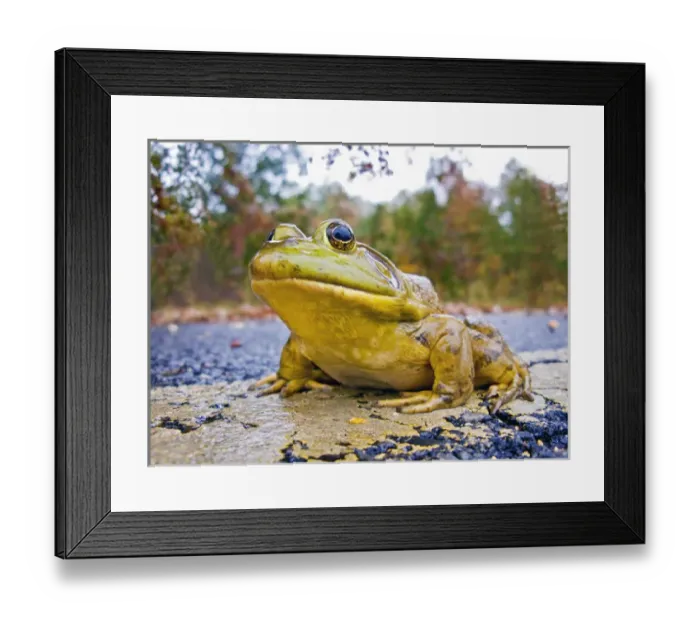 Framed Print : North America, USA, New Jersey, Great Swamp NWR. Bullfrog crossing the road in the rain Framed Print : North America, USA, New Jersey, Great Swamp NWR. Bullfrog crossing the road in the rain