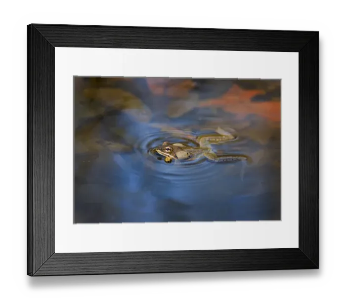 Framed Print : North America, USA, New Jersey, Great Swamp NWR. Singing Wood Frog