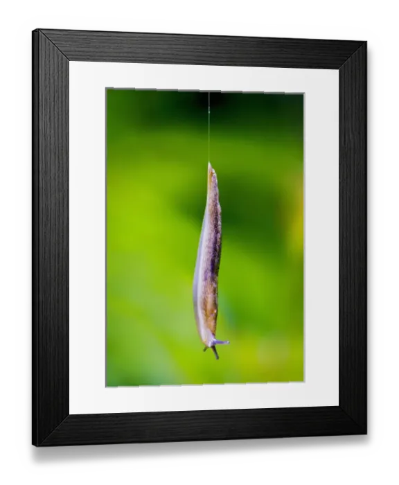 Framed Print : North America, USA, New Jersey, Bernardsville. Gray Garden Slug making a controlled Framed Print : North America, USA, New Jersey, Bernardsville. Gray Garden Slug making a controlled