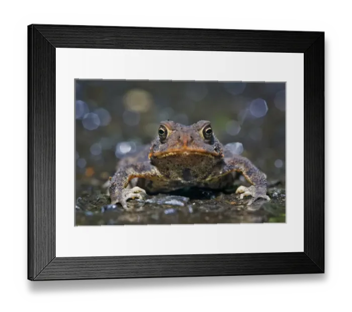 Framed Print : North America, USA, New Jersey, Bernardsville. American Toad Framed Print : North America, USA, New Jersey, Bernardsville. American Toad