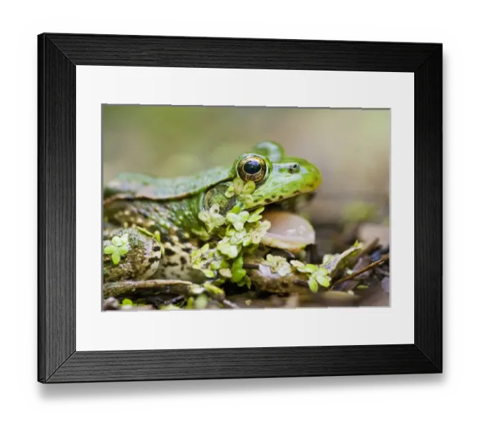 Framed Print : North America, USA, New Jersey, Bernardsville, Sherman Hoffman Audubon. Green Frog Framed Print : North America, USA, New Jersey, Bernardsville, Sherman Hoffman Audubon. Green Frog