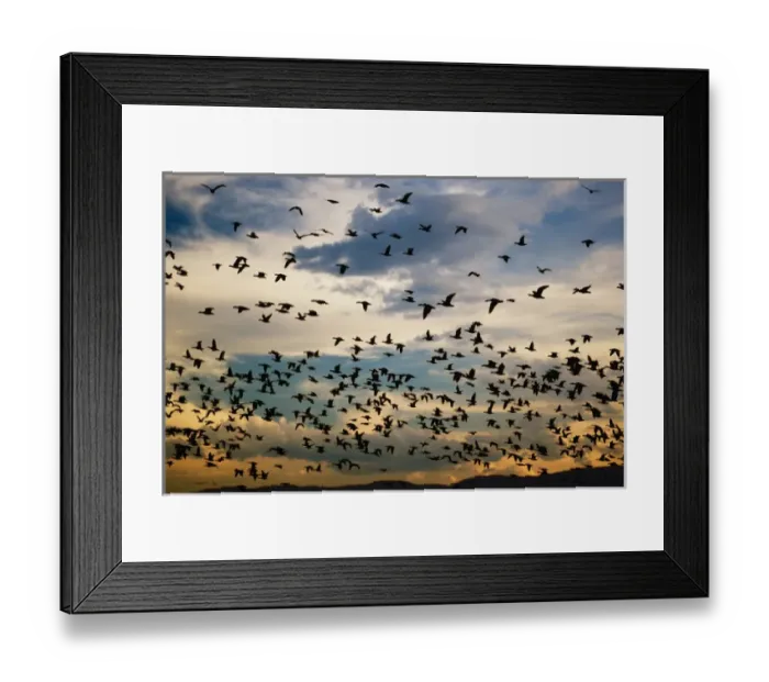 Framed Print : Snow Geese in flight at sunrise, Anser Caerulescens, Bosque Del Apache National Wildlife Refuge