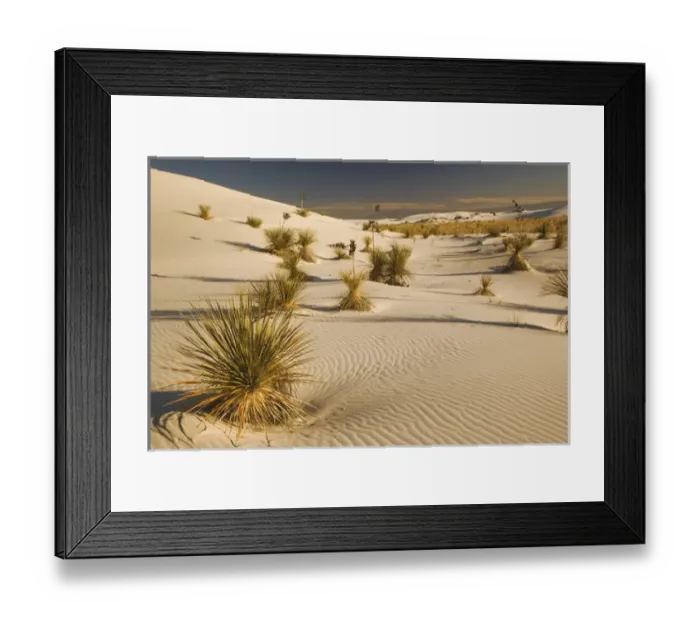 Framed Print : Yucca plants at sunset, White Sands National Monument, New Mexico Framed Print : Yucca plants at sunset, White Sands National Monument, New Mexico