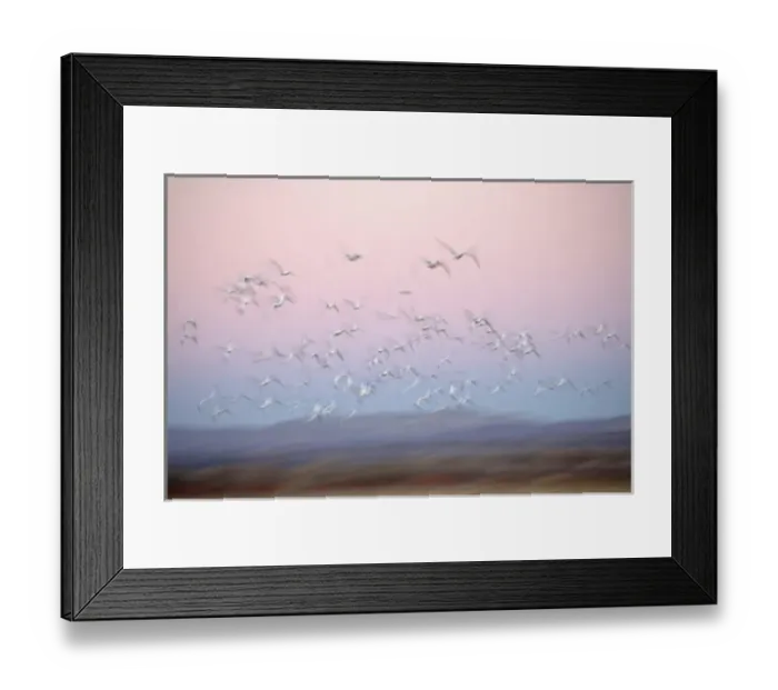 Framed Print : USA, New Mexico, Bosque del Apache National Wildlife Refuge. Abstract of snow geese Framed Print : USA, New Mexico, Bosque del Apache National Wildlife Refuge. Abstract of snow geese