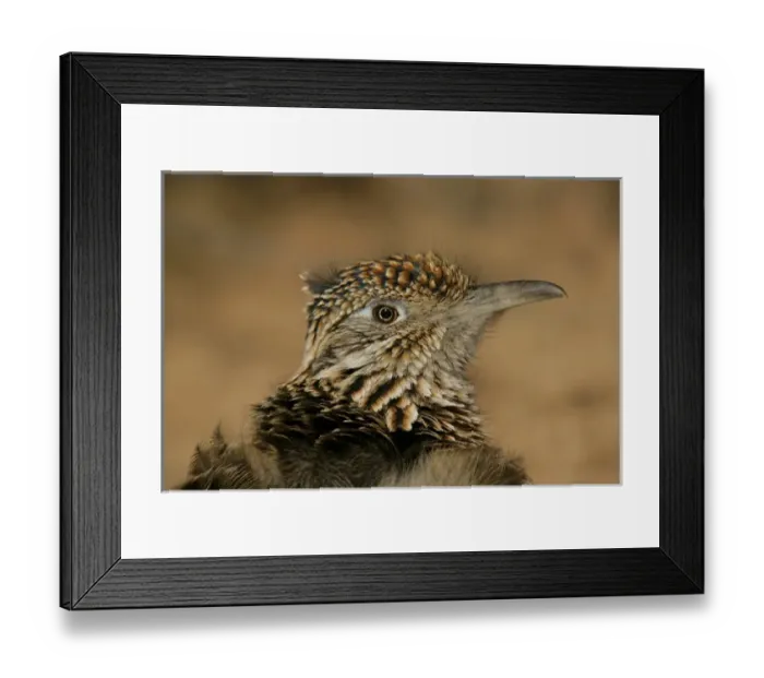 Framed Print : USA, New Mexico, Bosque del Apache National Wildlife Reserve. Head portrait of great roadrunner Framed Print : USA, New Mexico, Bosque del Apache National Wildlife Reserve. Head portrait of great roadrunner