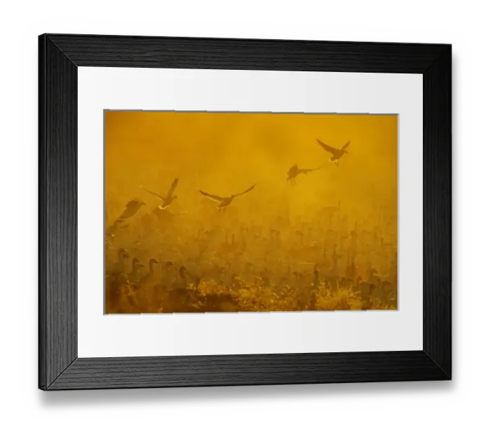 Framed Print : USA, New Mexico, Bosque del Apache National Wildlife Refuge. Flock of snow geese backlit at dusk