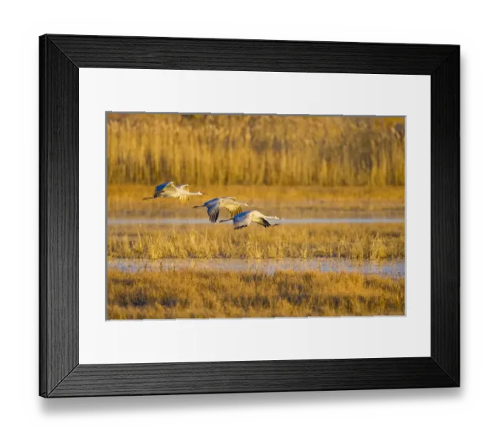 Framed Print : USA, New Mexico, Bosque del Apache National Wildlife Refuge. Greater sandhill cranes