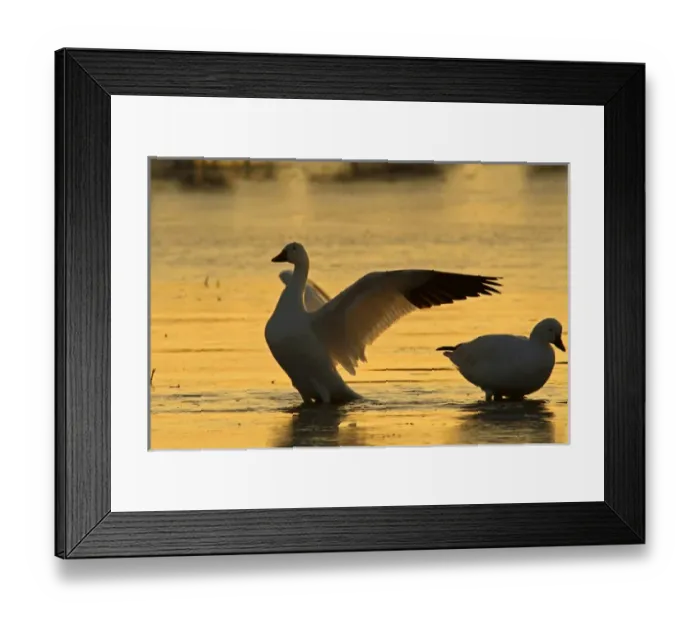Framed Print : USA, New Mexico, Bosque del Apache National Wildlife Refuge. Snow geese backlit at sunrise