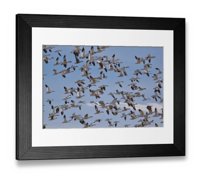 Framed Print : Large flock of snowgeese take flight at Bosque del Apache NWR in New Mexico