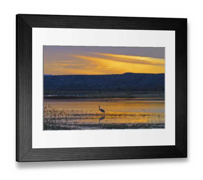 Framed Print : USA, New Mexico, Bosque Del Apache National Wildlife Refuge. Solitary greater sandhill Framed Print : USA, New Mexico, Bosque Del Apache National Wildlife Refuge. Solitary greater sandhill