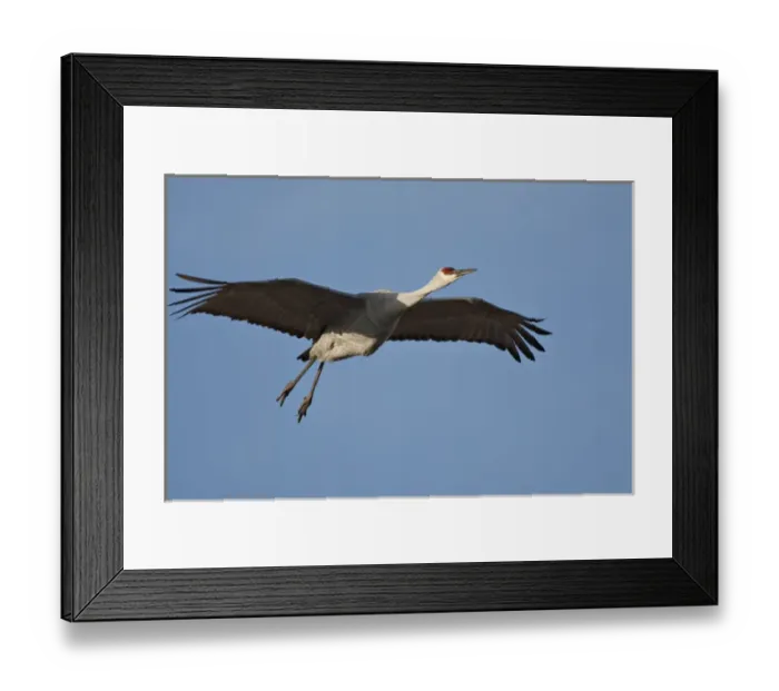 Framed Print : North America, USA, New Mexico, Bosque del Apache National Wildlife Refuge. Sandhill Crane Framed Print : North America, USA, New Mexico, Bosque del Apache National Wildlife Refuge. Sandhill Crane