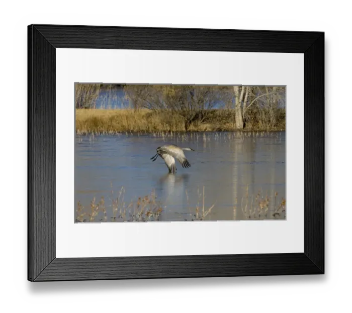Framed Print : North America, USA, New Mexico, Bosque del Apache National Wildlife Refuge. Sandhill Crane