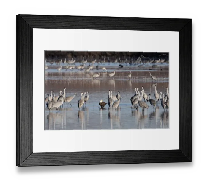 Framed Print : North America, USA, New Mexico, Bosque del Apache National Wildlife Refuge. Sandhill Cranes Framed Print : North America, USA, New Mexico, Bosque del Apache National Wildlife Refuge. Sandhill Cranes