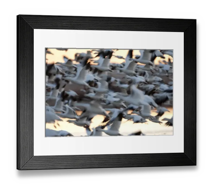 Framed Print : North America, USA, New Mexico, Bosque del Apache National Wildlife Refuge. Snow Geese Framed Print : North America, USA, New Mexico, Bosque del Apache National Wildlife Refuge. Snow Geese