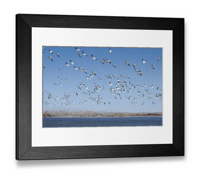 Framed Print : North America, USA, New Mexico, Bosque del Apache National Wildlife Refuge. Snow Geese Framed Print : North America, USA, New Mexico, Bosque del Apache National Wildlife Refuge. Snow Geese