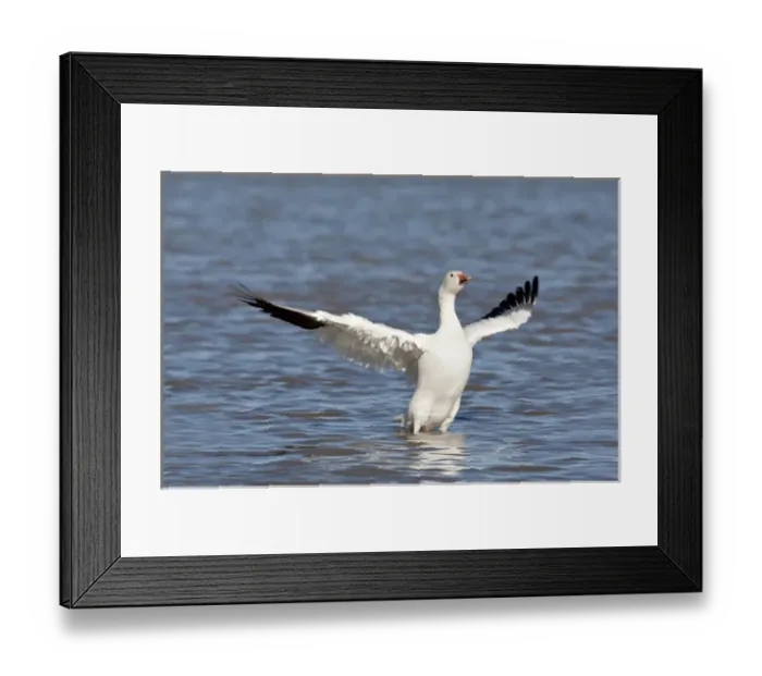 Framed Print : North America, USA, New Mexico, Bosque del Apache National Wildlife Refuge. Snow Goose Framed Print : North America, USA, New Mexico, Bosque del Apache National Wildlife Refuge. Snow Goose