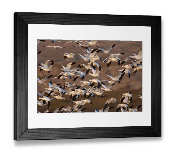 Framed Print : North America, USA, New Mexico, Bosque del Apache National Wildlife Refuge. Snow Geese Framed Print : North America, USA, New Mexico, Bosque del Apache National Wildlife Refuge. Snow Geese