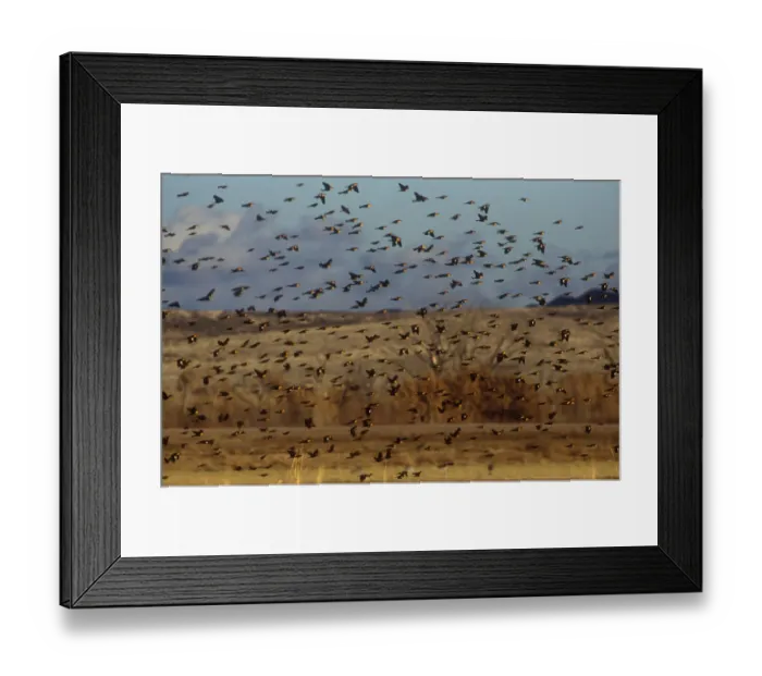 Framed Print : Yellow-headed and red-winged blackbirds in refuge at Bosque del Apache, New Mexico Framed Print : Yellow-headed and red-winged blackbirds in refuge at Bosque del Apache, New Mexico