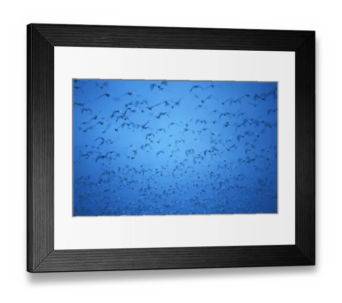 Framed Print : Snow geese in Bosque del Apache, New Mexico at dawn Framed Print : Snow geese in Bosque del Apache, New Mexico at dawn