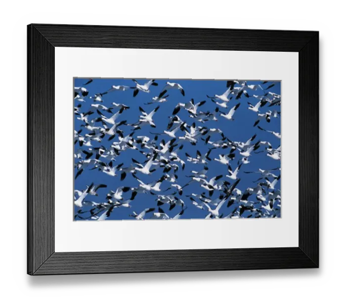 Framed Print : USA, New Mexico, Bosque Del Apache National Wildlife Rescue, Snow geese in flight Framed Print : USA, New Mexico, Bosque Del Apache National Wildlife Rescue, Snow geese in flight