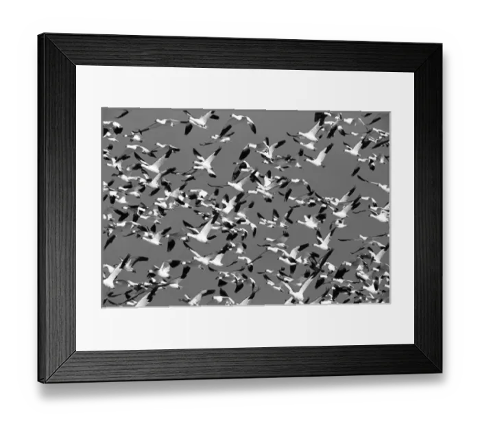 Framed Print : USA, New Mexico, Bosque Del Apache National Wildlife Rescue, Snow geese in flight Framed Print : USA, New Mexico, Bosque Del Apache National Wildlife Rescue, Snow geese in flight